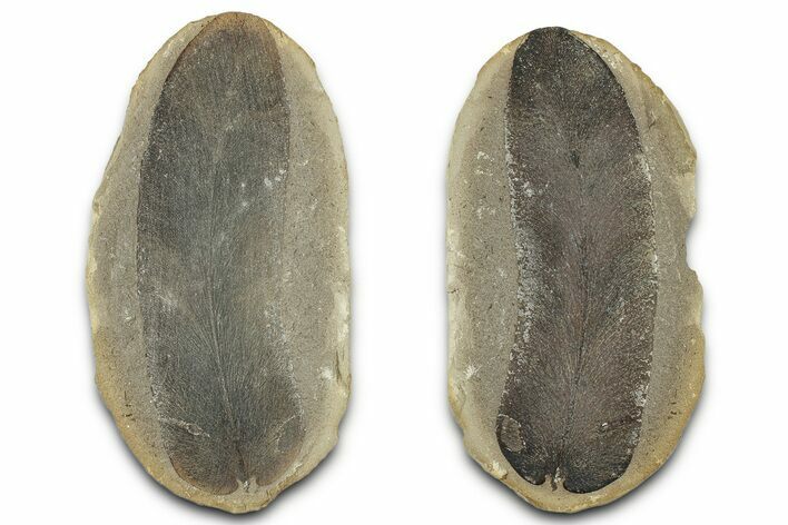 Macroneuropteris Fern Fossil Pos/Neg - Mazon Creek #325870